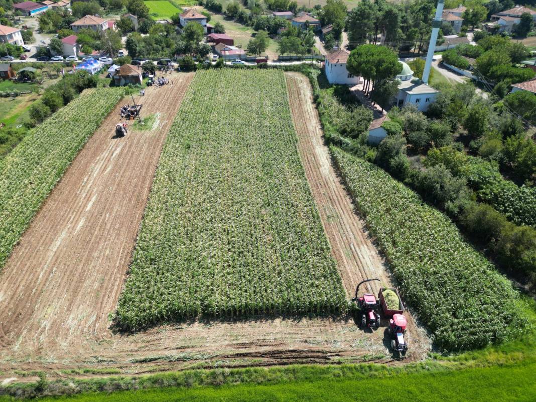 Karadeniz'in en önemli ovasında hasat yoğun başladı: Yüzde 90 arttı 1